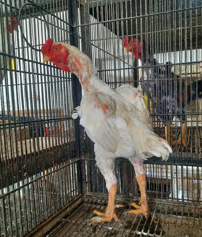 ko shamo  adult and chicks