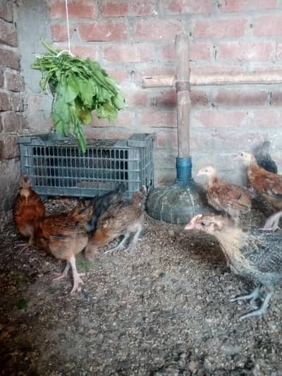 Golden misri chicks Available