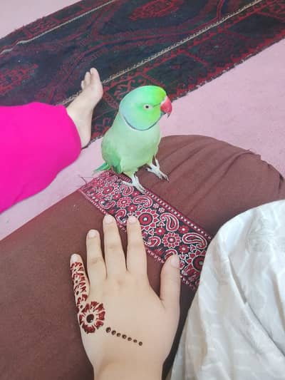 Male Ringneck Parrot For Sale