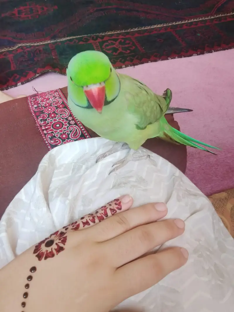 Male Ringneck Parrot For Sale — photo 2