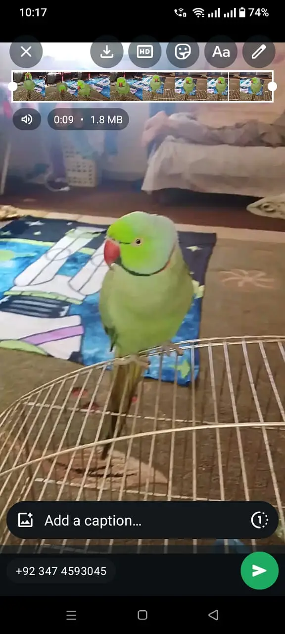Male Ringneck Parrot For Sale — photo 3