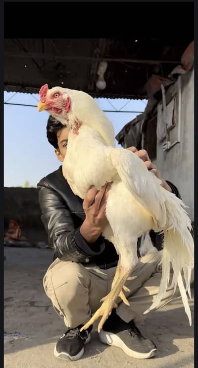 Aseel/Heera/lassani/Mushka/chicks/murga/ white black shamo/chicks