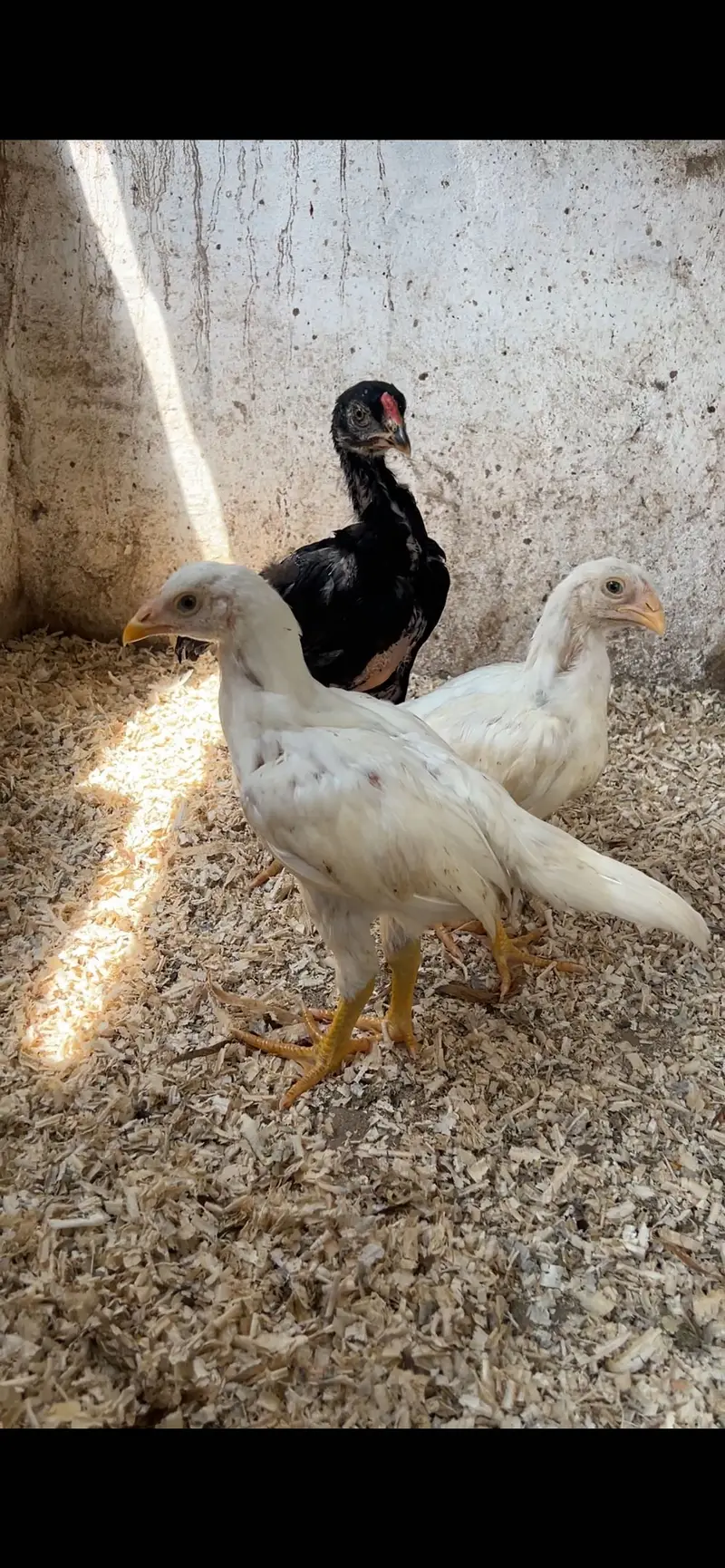 Aseel/Heera/lassani/Mushka/chicks/murga/ white black shamo/chicks — photo 2