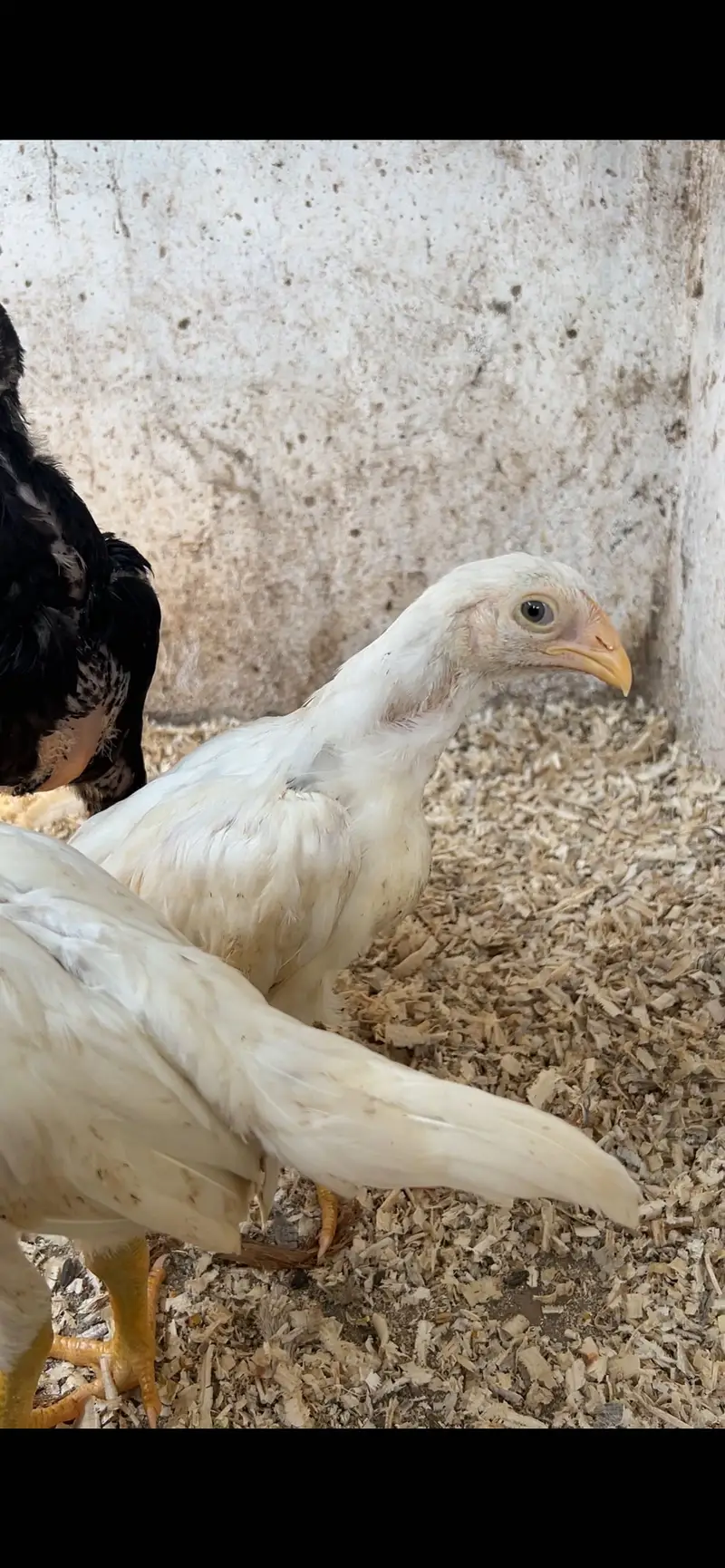 Aseel/Heera/lassani/Mushka/chicks/murga/ white black shamo/chicks — photo 3