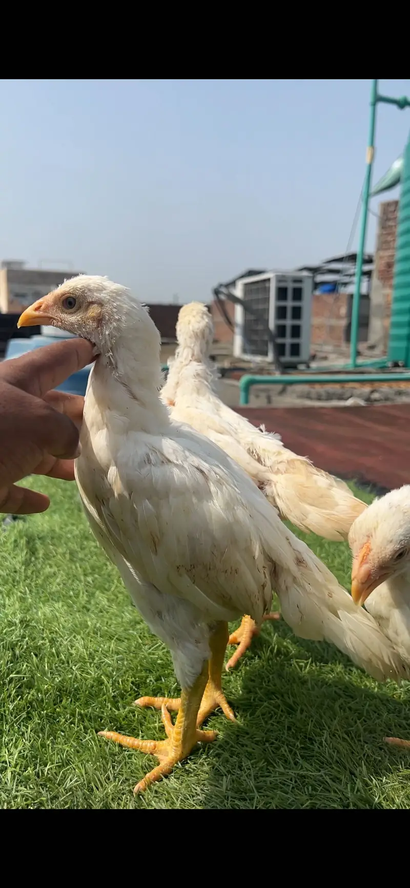 Aseel/Heera/lassani/Mushka/chicks/murga/ white black shamo/chicks — photo 4