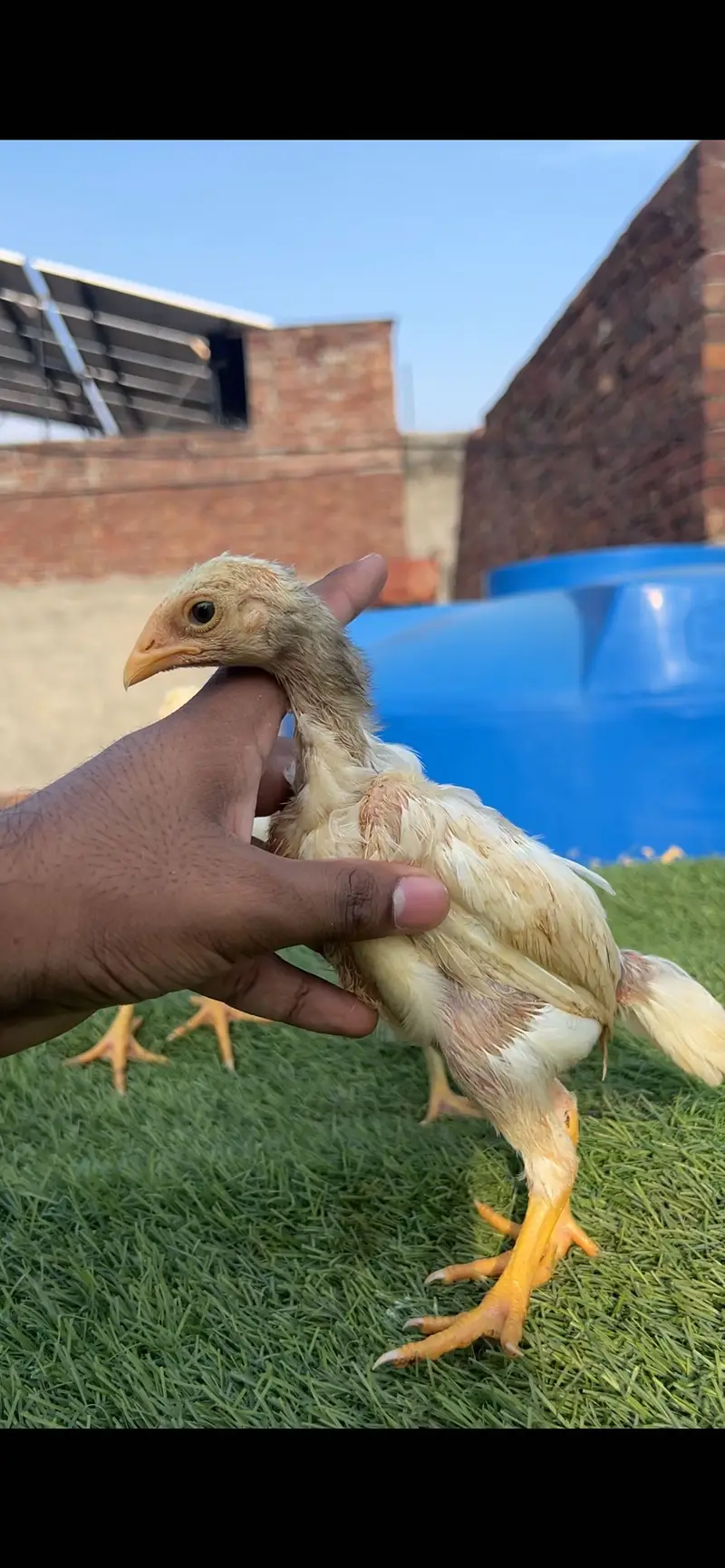 Aseel/Heera/lassani/Mushka/chicks/murga/ white black shamo/chicks — photo 5