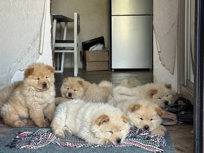 Chow Chow Pedigreed champion bloodline available for import