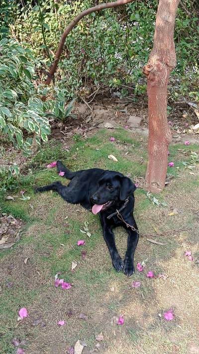 labrador