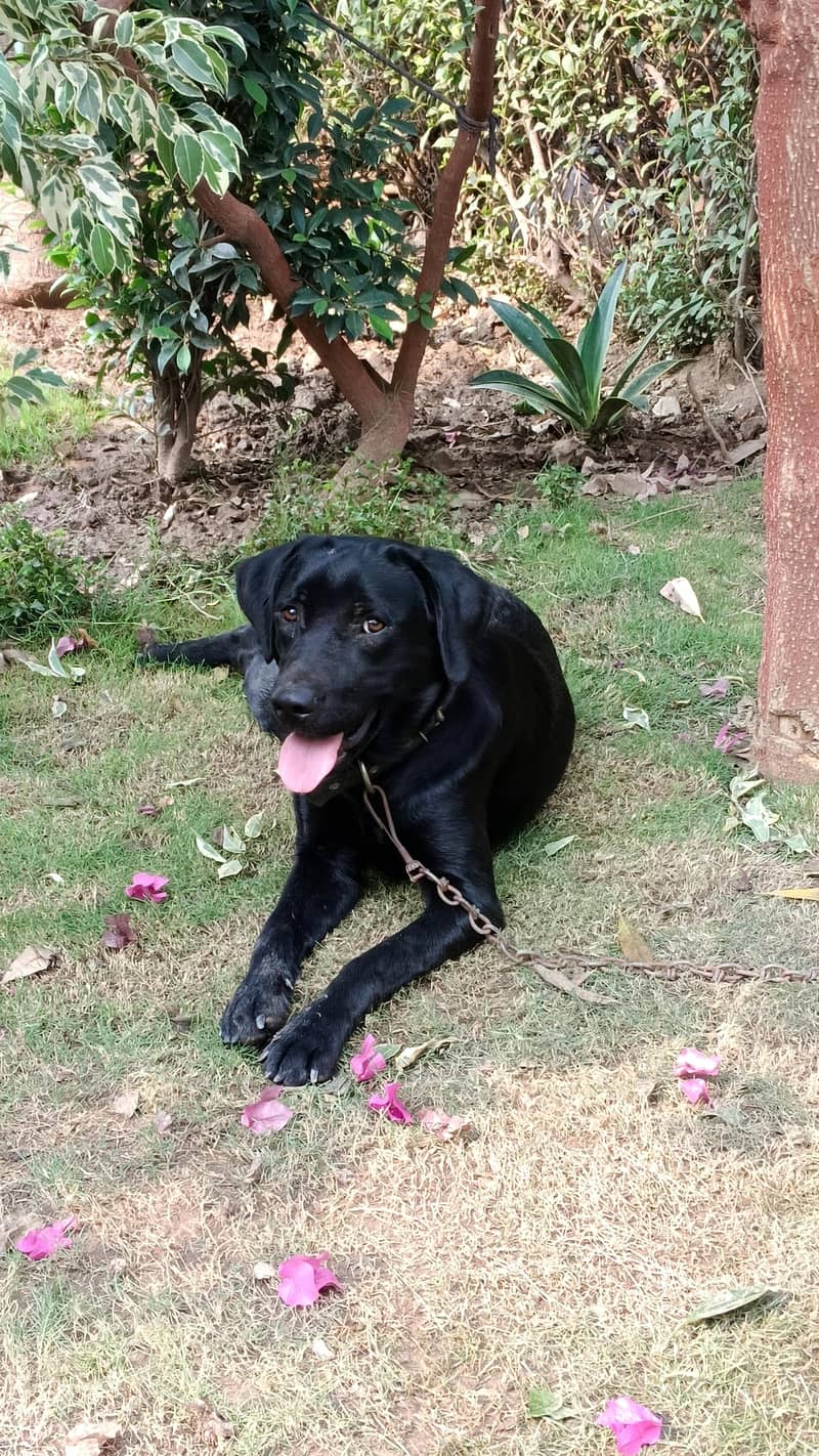 labrador 1