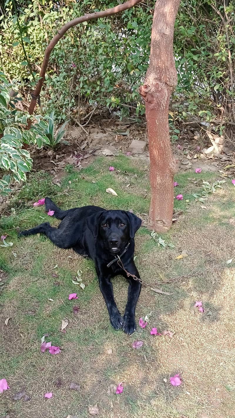 labrador 2