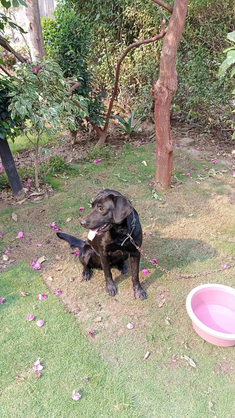 labrador 3