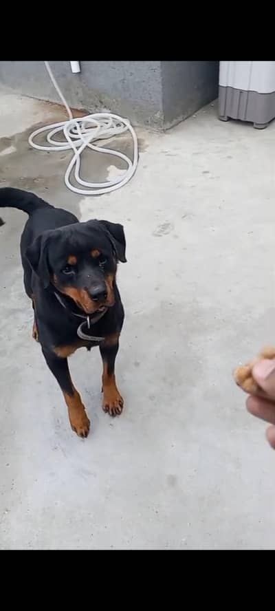 rottweiler feamle