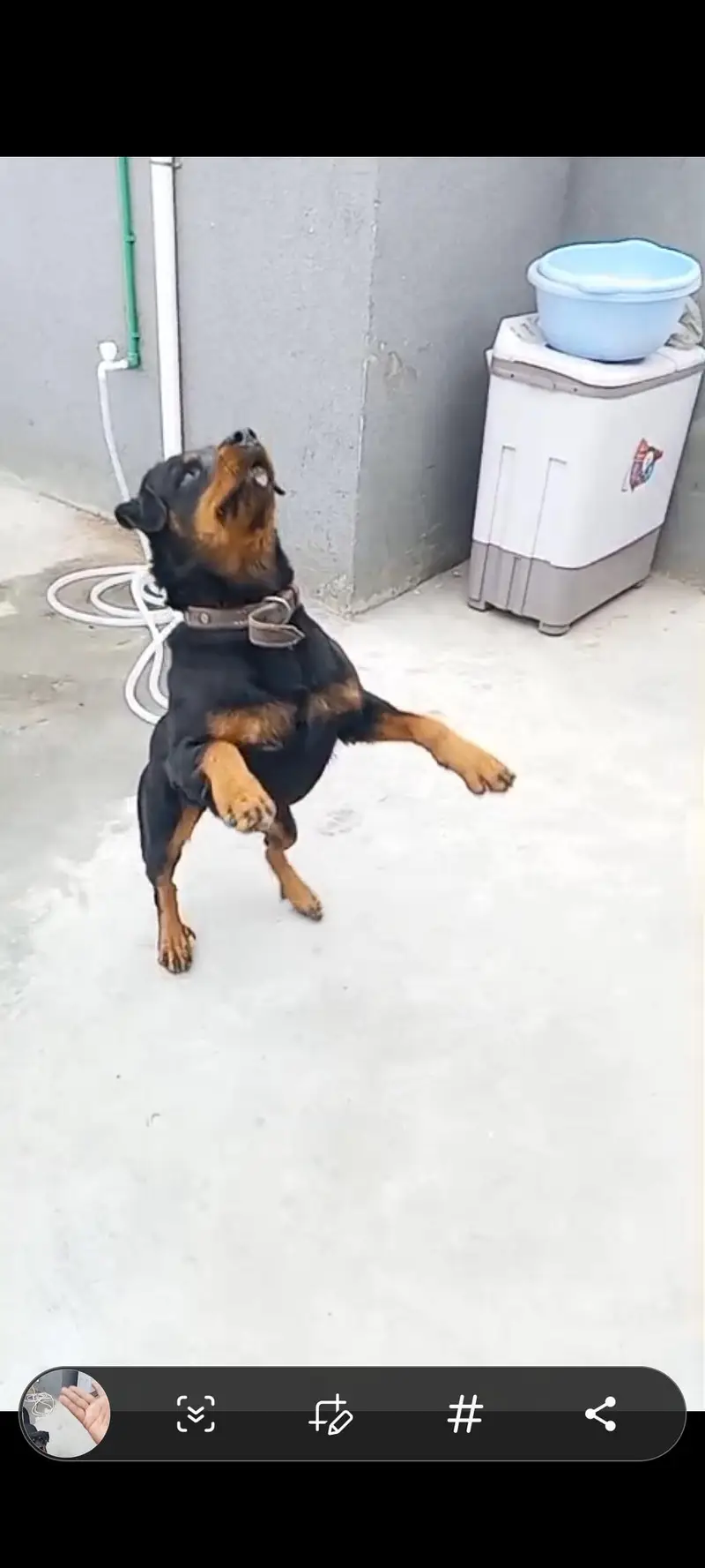 rottweiler feamle — photo 2