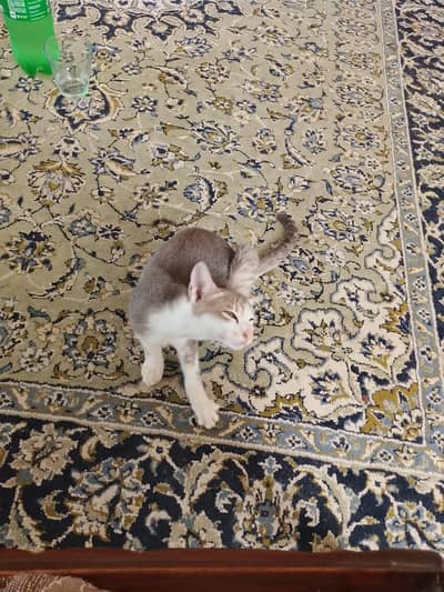Himalayan