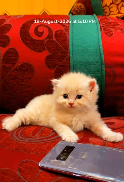 I have some babys of persian cats for sale they are in tripple coat