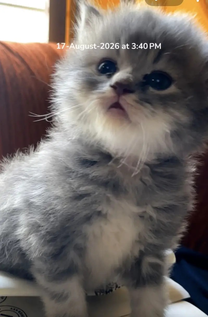 I have some babys of persian cats for sale they are in tripple coat — photo 2