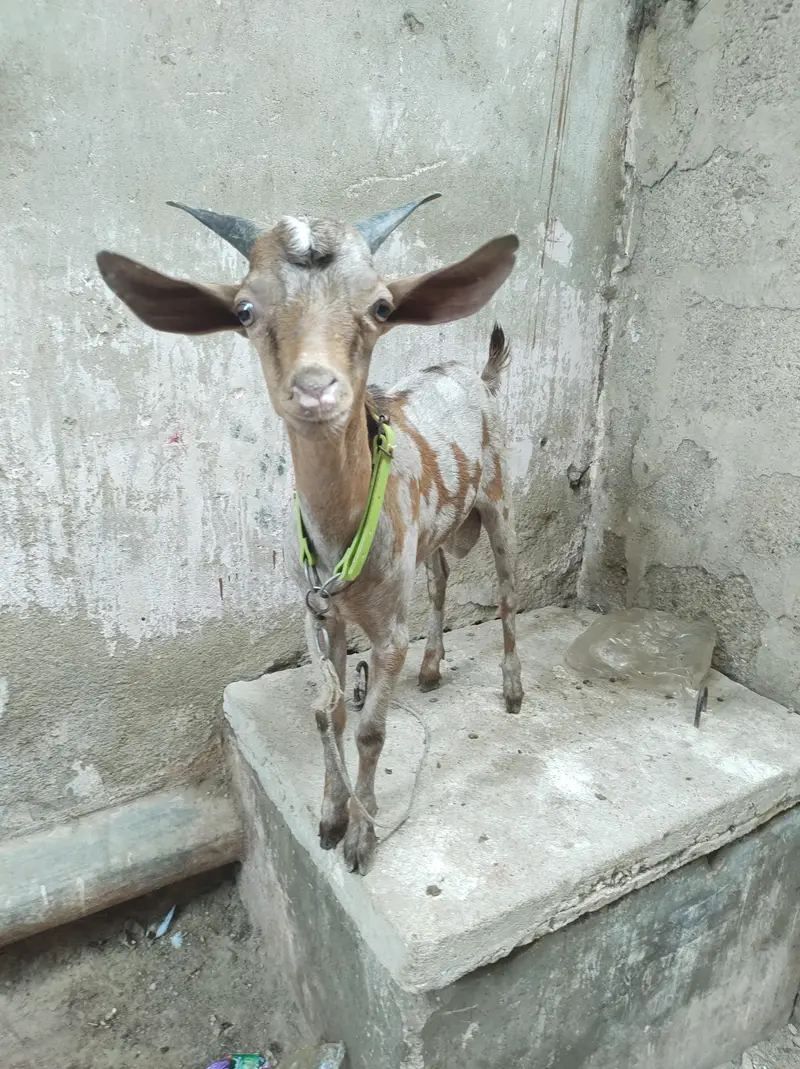 kodu male — photo 2
