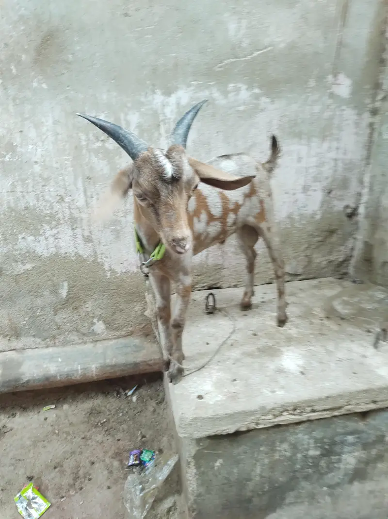 kodu male — photo 3
