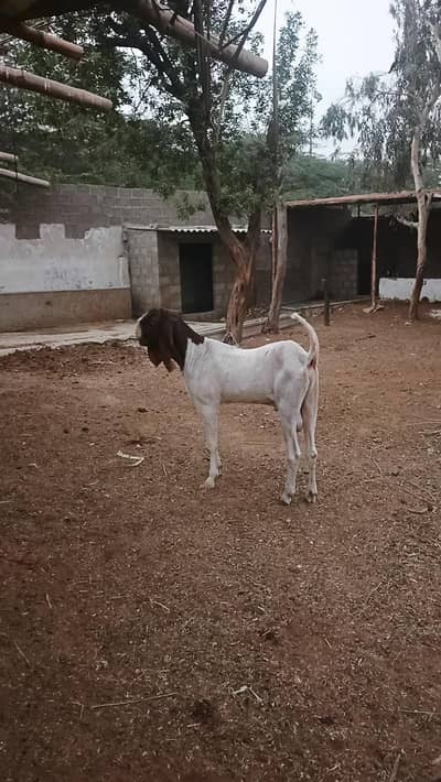 pateri goats high quality