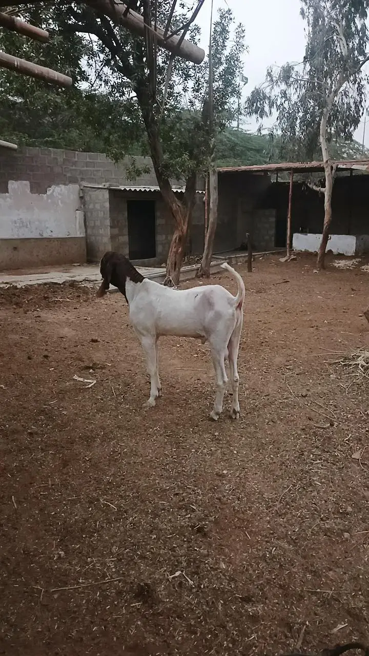 pateri goats high quality — photo 2