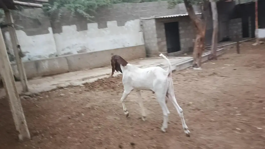 pateri goats high quality — photo 3