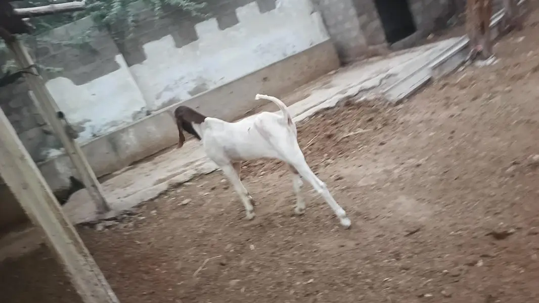 pateri goats high quality — photo 4