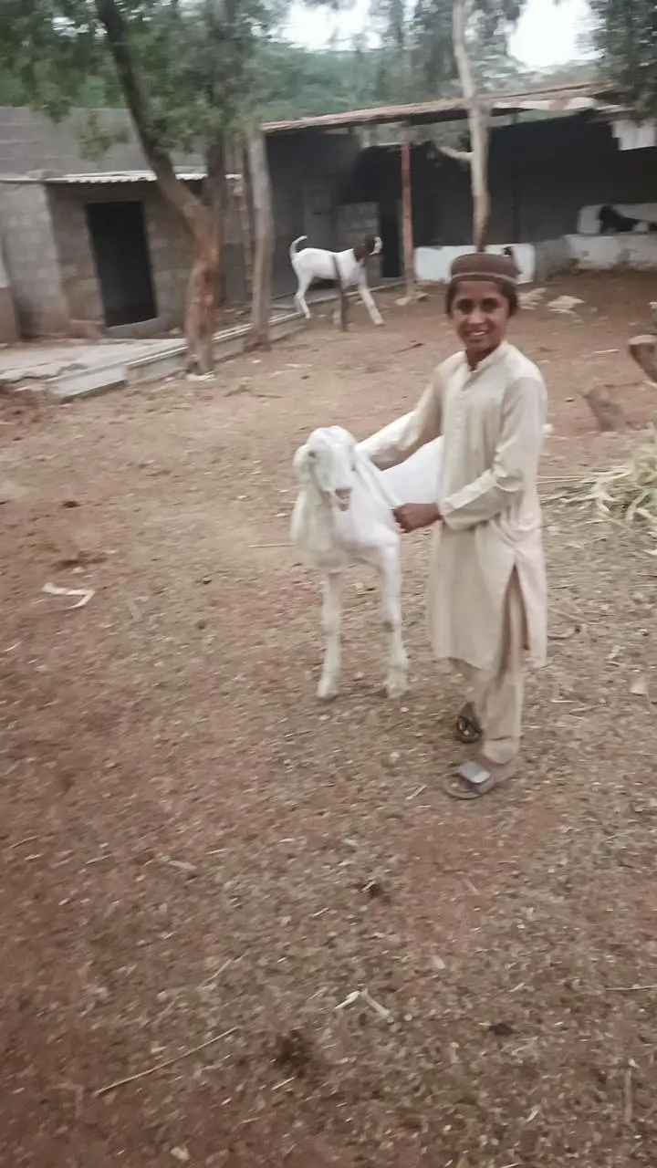 pateri goats high quality — photo 5