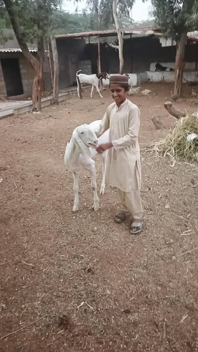 pateri goats high quality