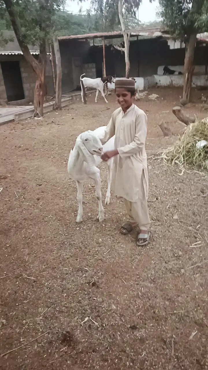 pateri goats high quality — photo 6