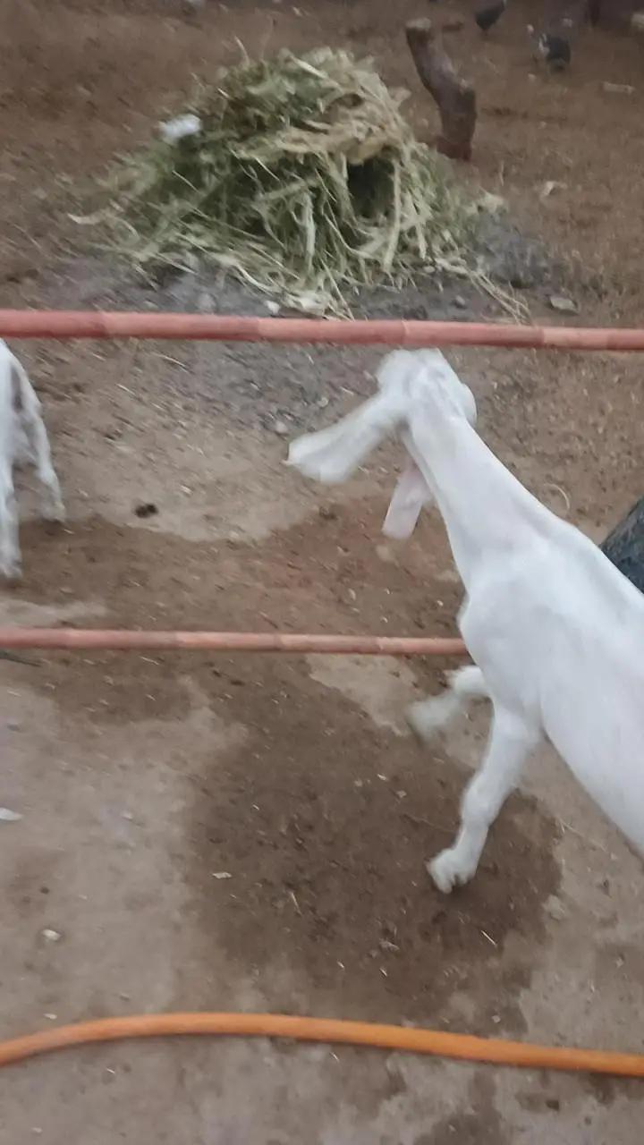 pateri goats high quality — photo 7