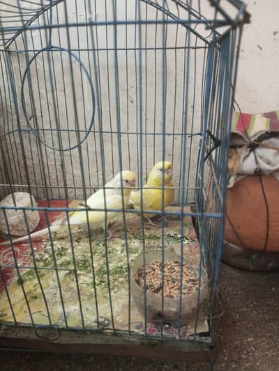 Australian budgie for sale