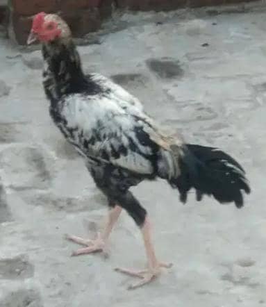 beautiful chinna aseel for sale