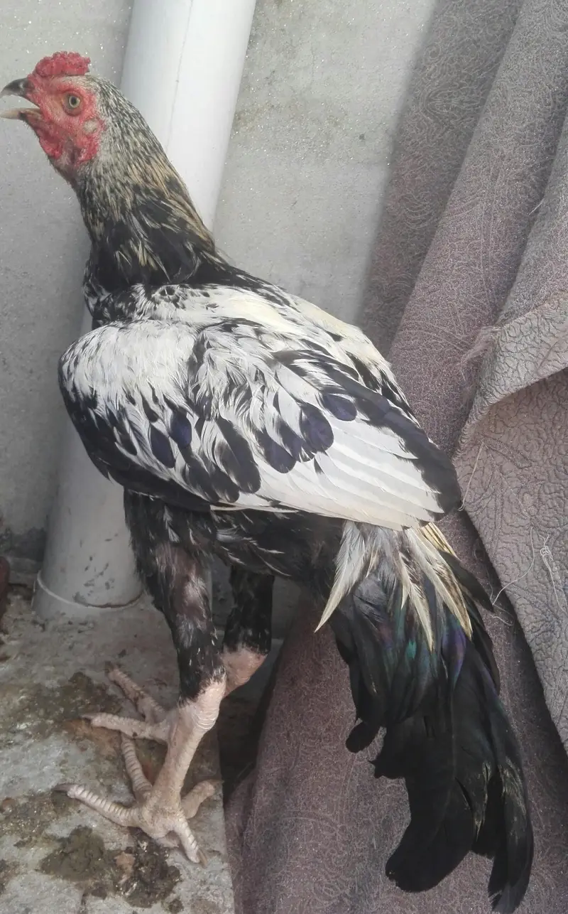 beautiful chinna aseel for sale — photo 2