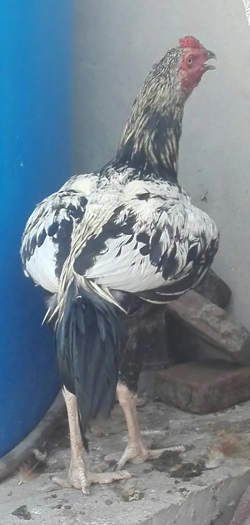 beautiful chinna aseel for sale — photo 3