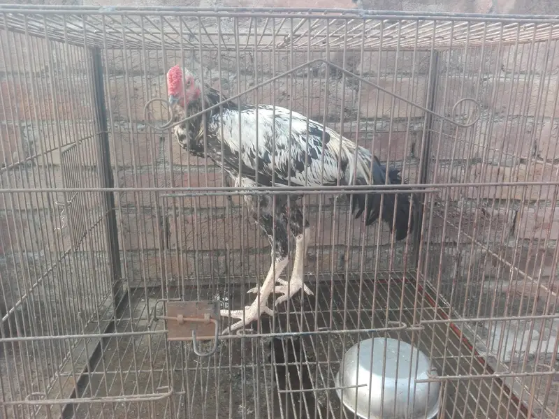 beautiful chinna aseel for sale — photo 4