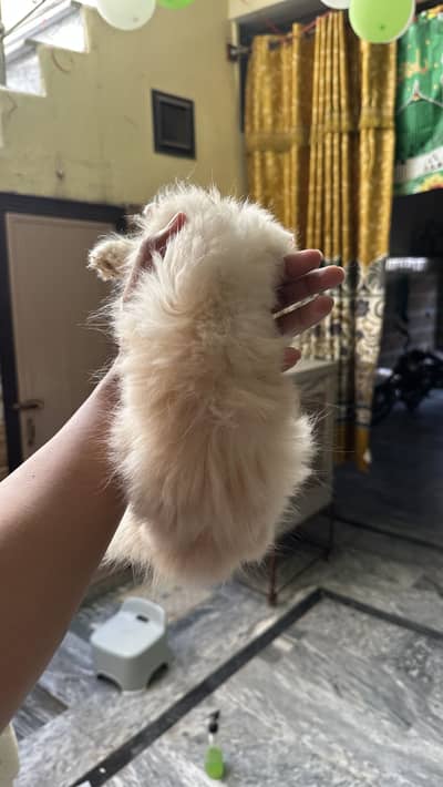 Punch face persian kitten