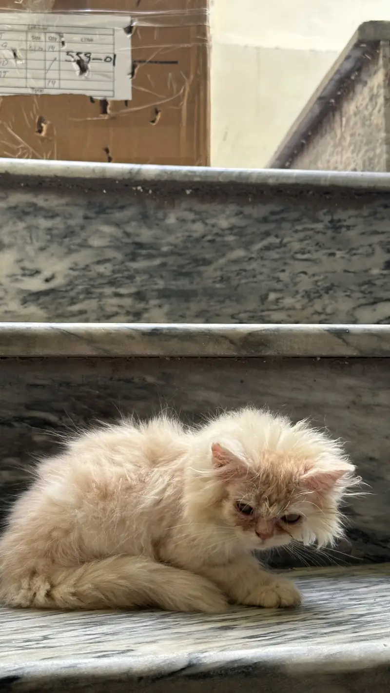 Punch face persian kitten — photo 2