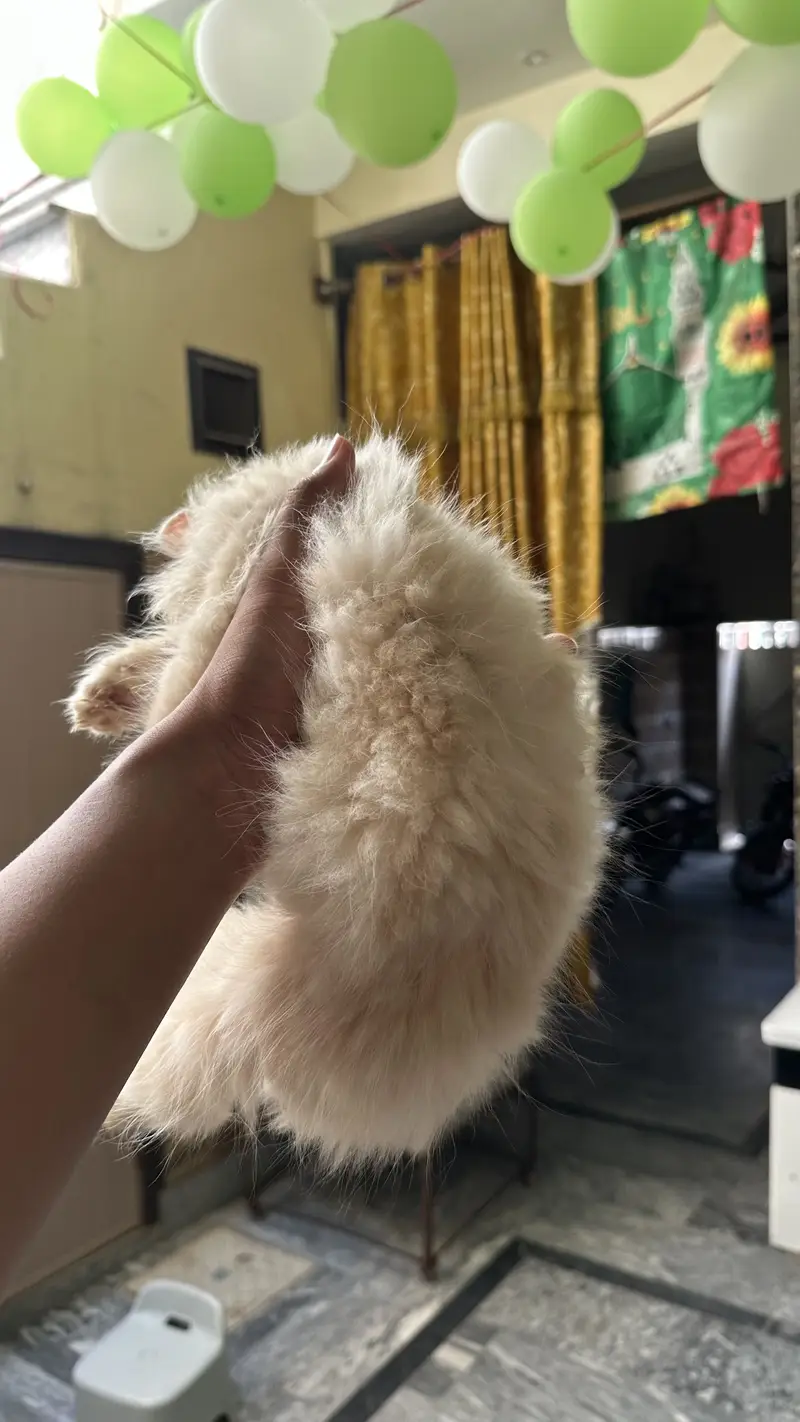 Punch face persian kitten — photo 3
