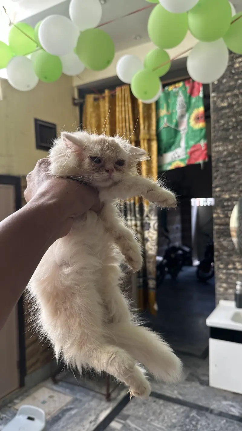 Punch face persian kitten — photo 4