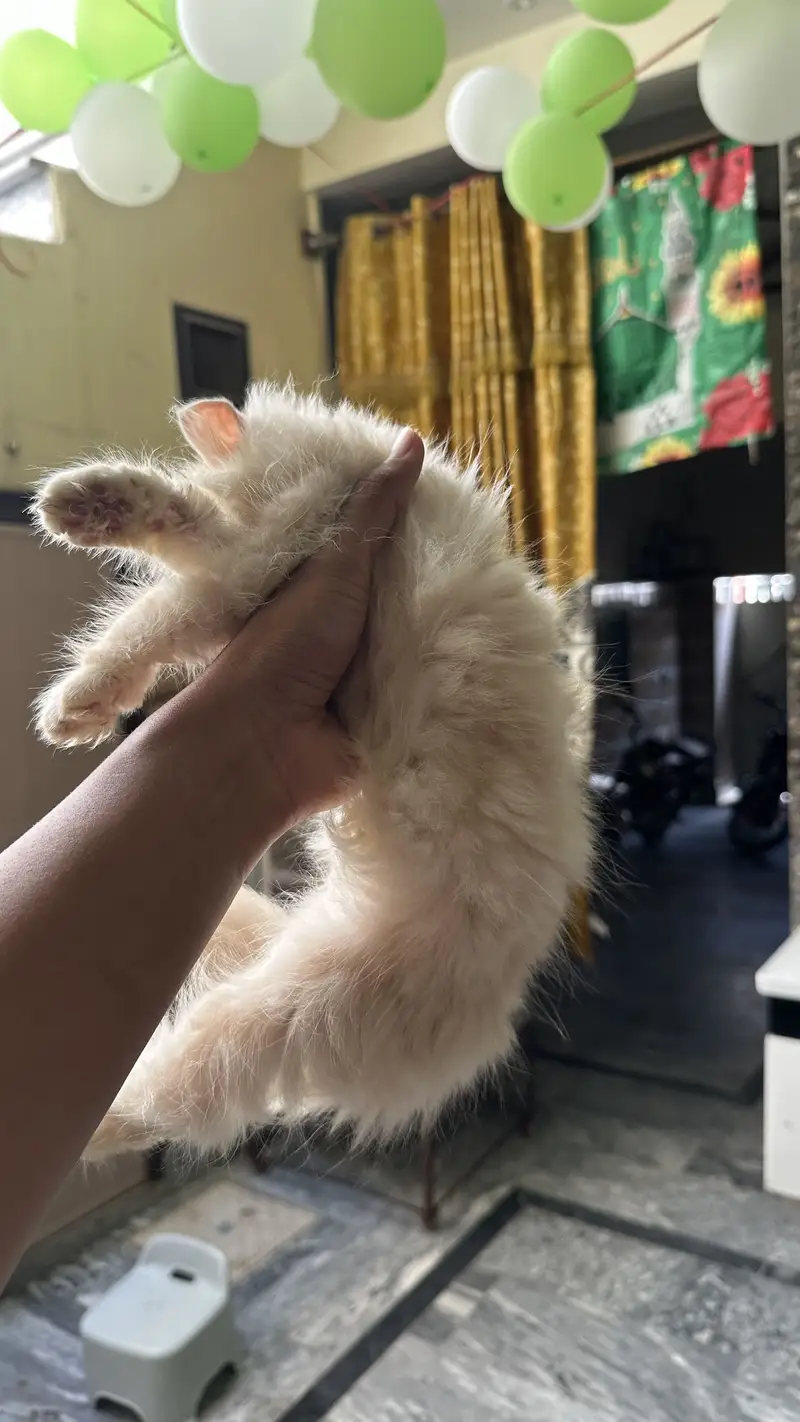 Punch face persian kitten — photo 5