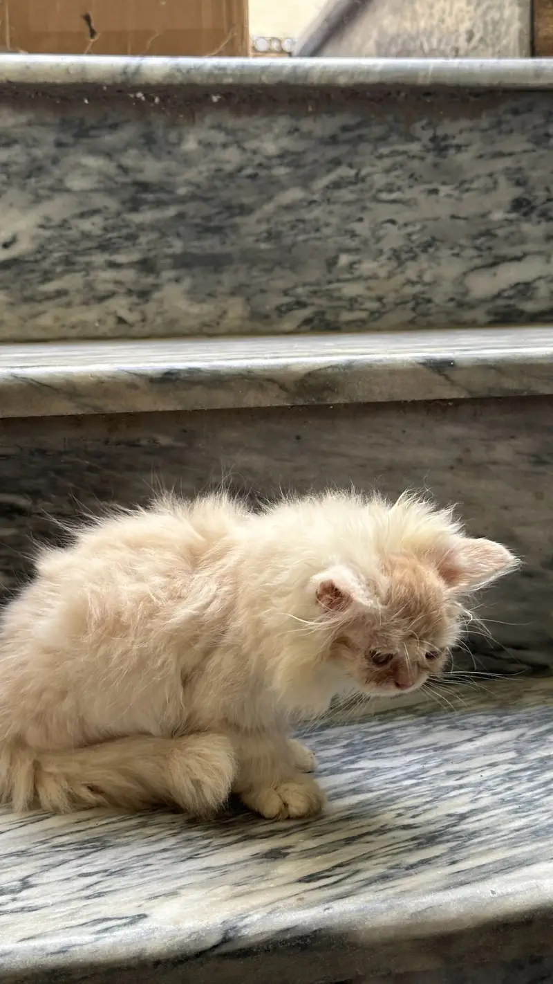Punch face persian kitten — photo 6