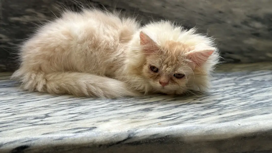 Punch face persian kitten — photo 7