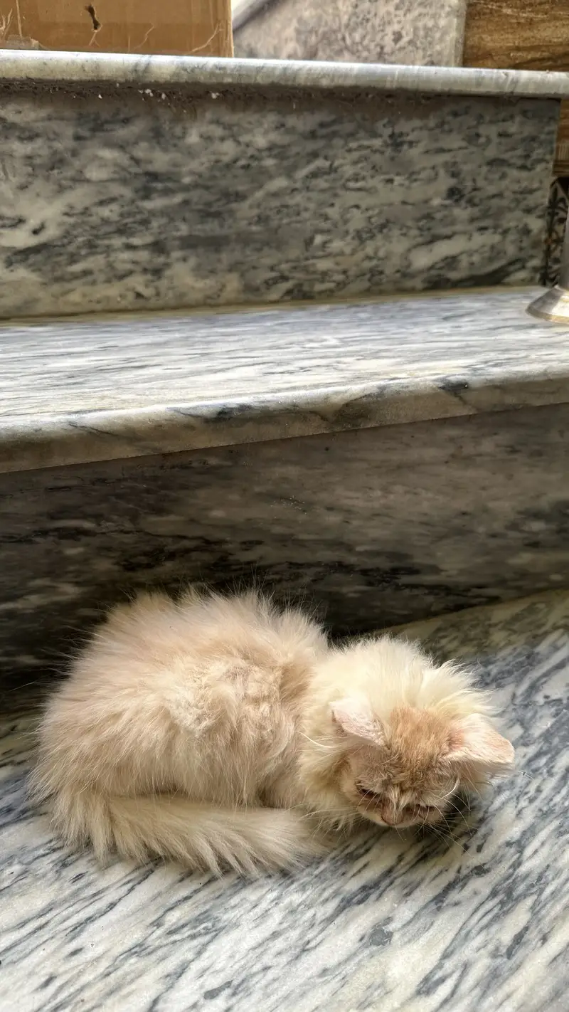 Punch face persian kitten — photo 8