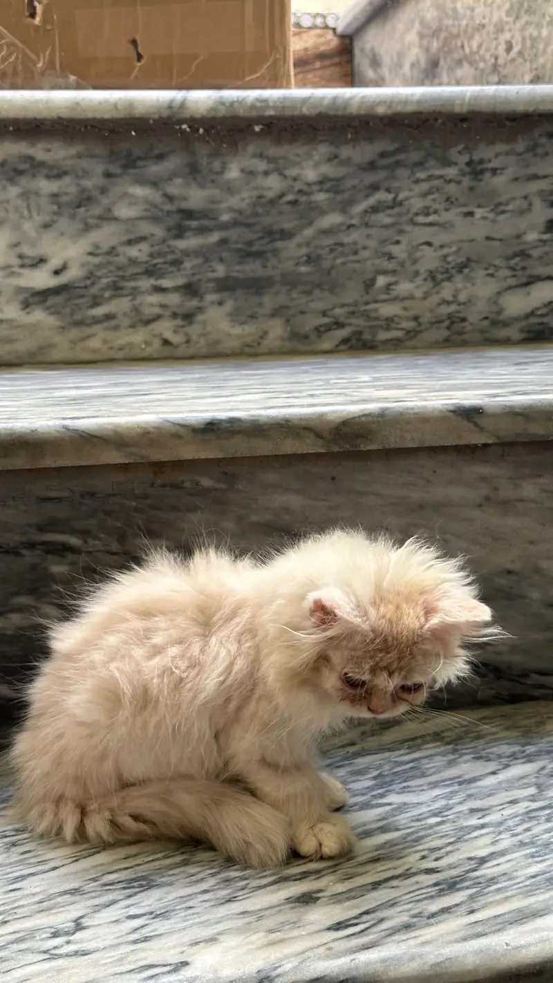 Punch face persian kitten — photo 9