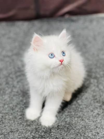 cash on delivery available Persian punch face cat kitten