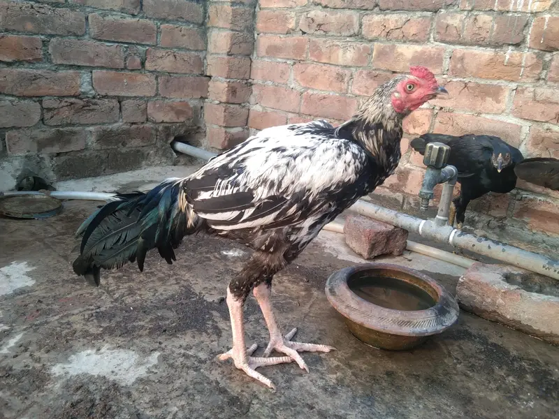 beautiful chinna aseel for sale — photo 6