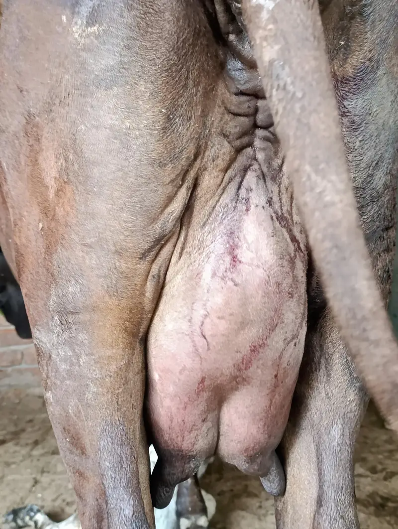 Cross Cow — photo 2