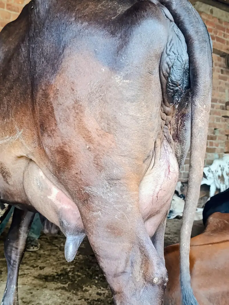 Cross Cow — photo 3