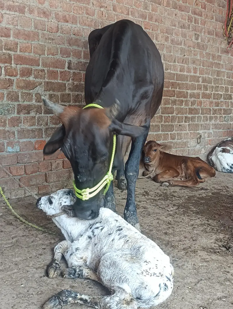 Cross Cow — photo 4