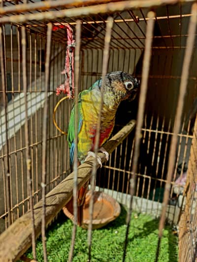 black head conure for sall
